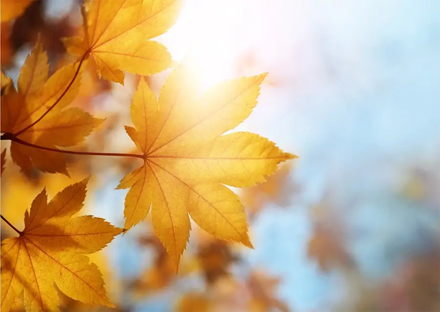 Ritual-de-Feng Shui-para-el-Equinoccio-2024-otoño