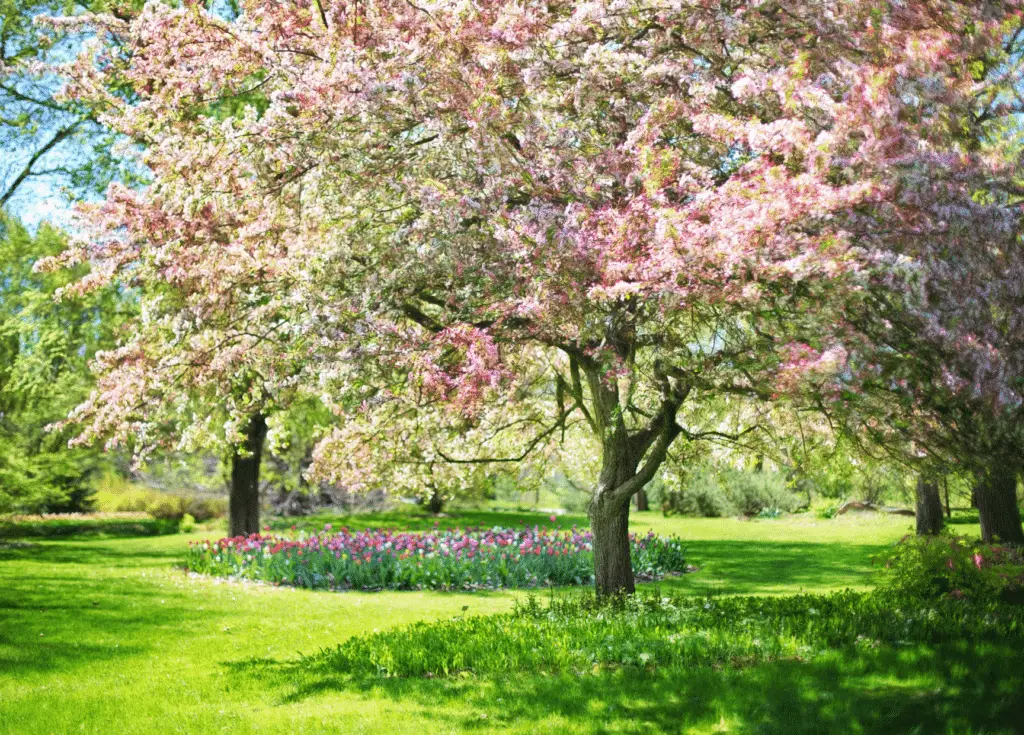 Ritual-de-Feng Shui-para-el-Equinoccio-2024-primavera