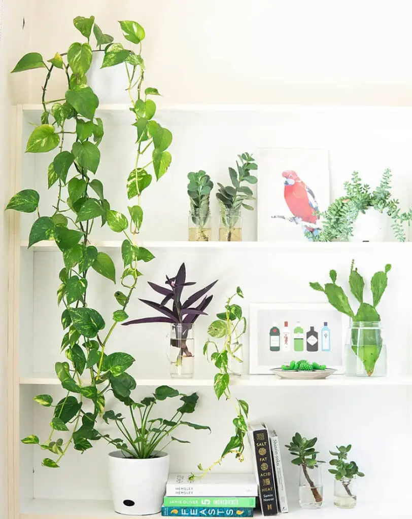 consejos-feng-shui-para-tus-vacaciones-plantas