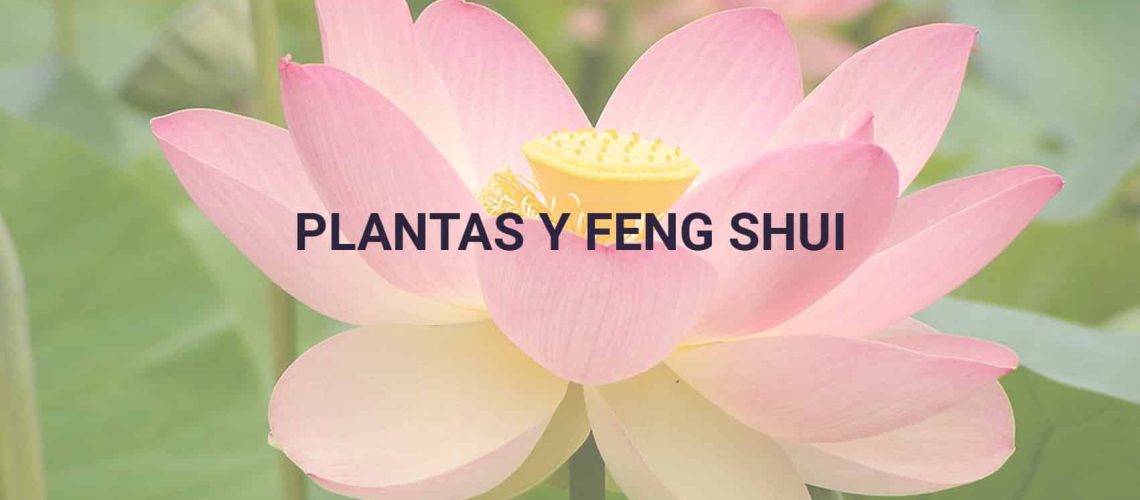 plantas-y-fengshui_PORTADA