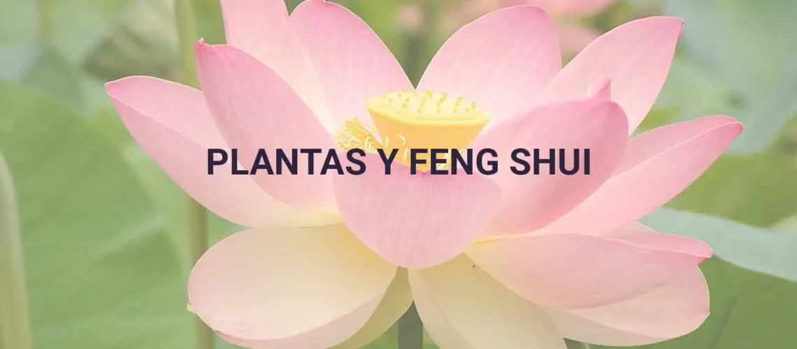 plantas-y-fengshui_PORTADA plantas-y-fengshui_PORTADA