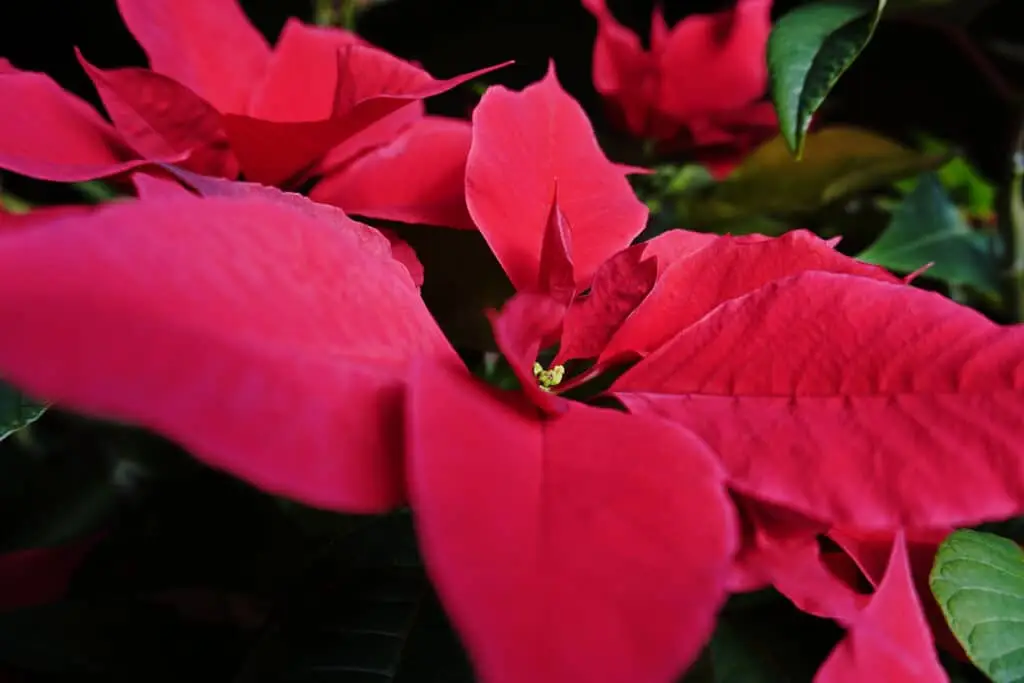 flor-de-pascua