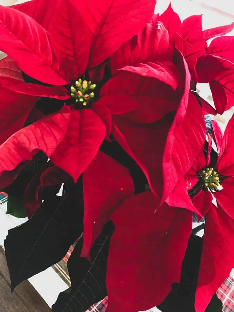 flor-de-pascua