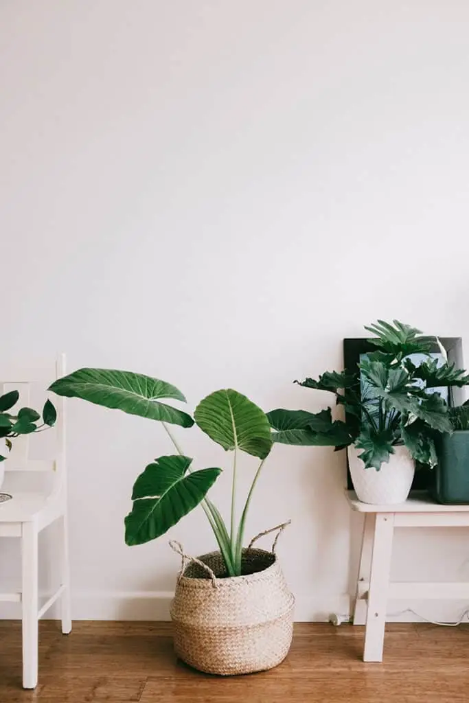 plantas-interior