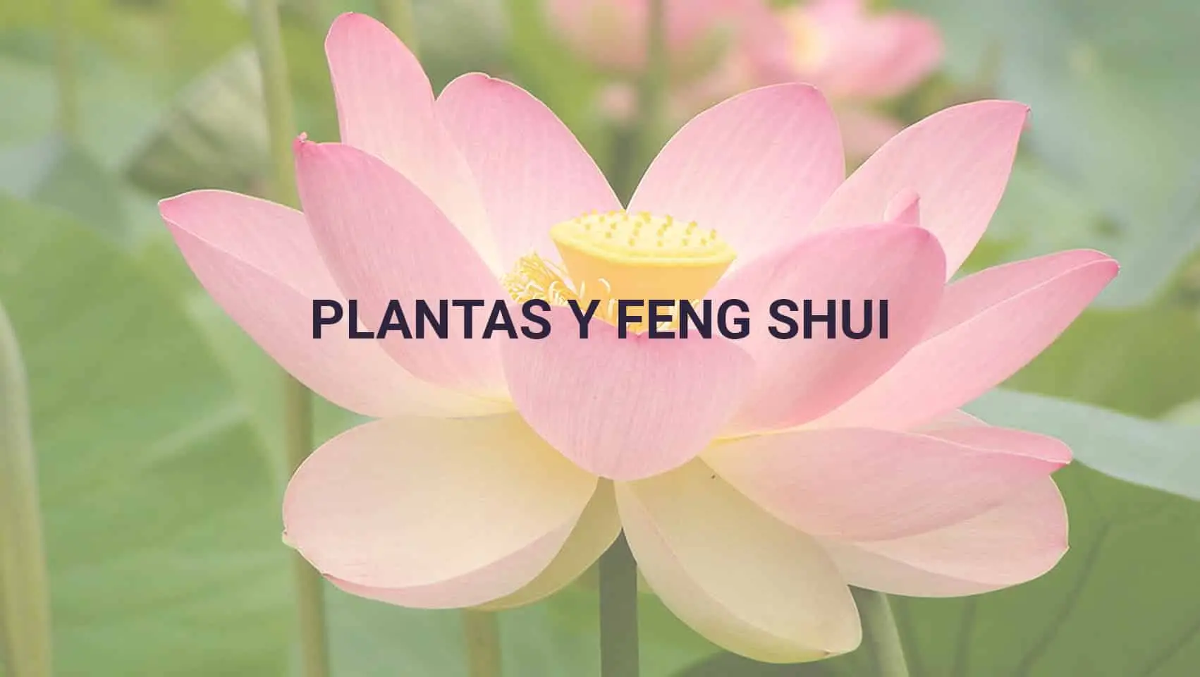 plantas-y-fengshui_PORTADA
